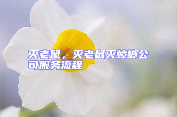 滅老鼠，滅老鼠滅蟑螂公司服務流程