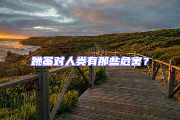 跳蚤對人類有那些危害？
