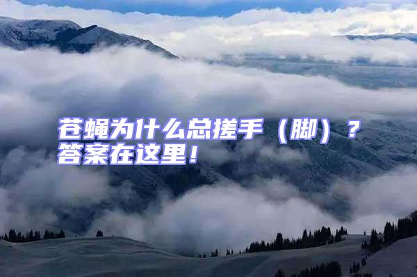 蒼蠅為什么總搓手（腳）？答案在這里！