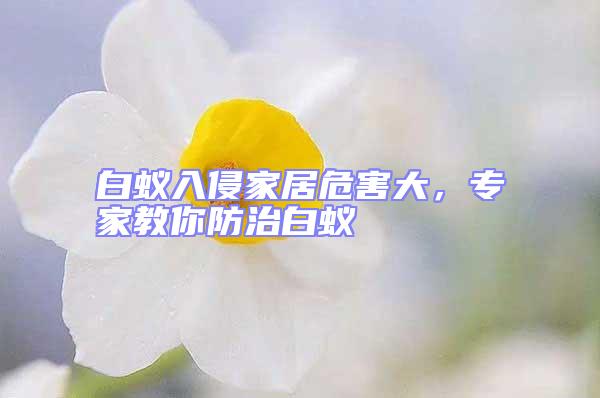 白蟻入侵家居危害大，專家教你防治白蟻