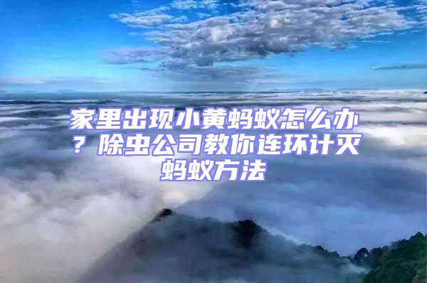 家里出現(xiàn)小黃螞蟻怎么辦？除蟲公司教你連環(huán)計(jì)滅螞蟻方法