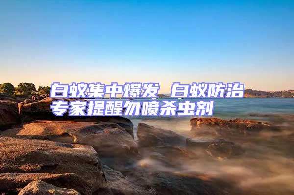 白蟻集中爆發 白蟻防治專家提醒勿噴殺蟲劑