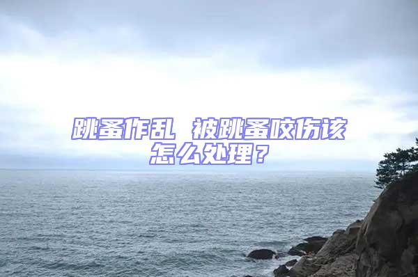 跳蚤作亂 被跳蚤咬傷該怎么處理？