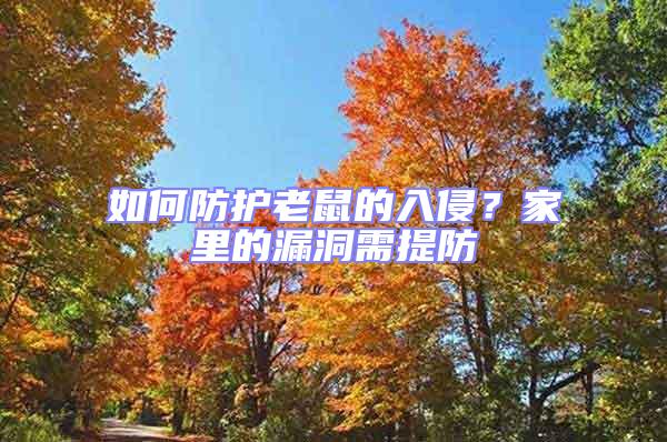 如何防護老鼠的入侵？家里的漏洞需提防