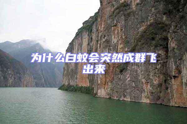為什么白蚊會(huì)突然成群飛出來