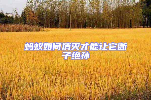 螞蟻如何消滅才能讓它斷子絕孫