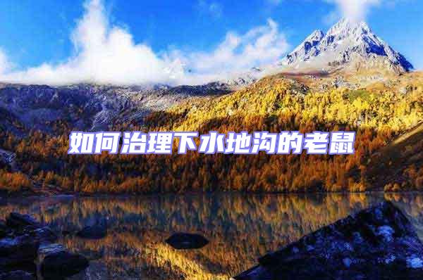 如何治理下水地溝的老鼠