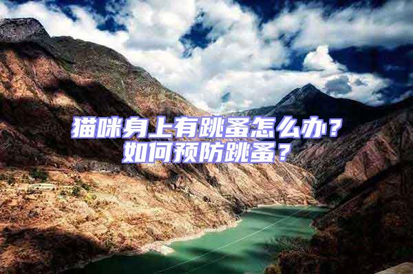 貓咪身上有跳蚤怎么辦？如何預防跳蚤？