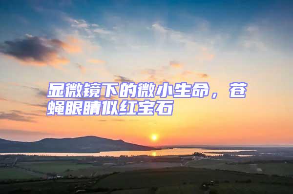 顯微鏡下的微小生命，蒼蠅眼睛似紅寶石