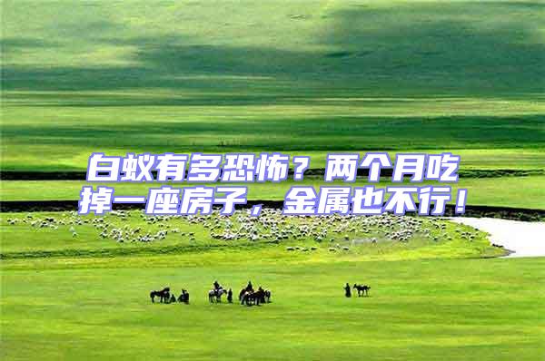 白蟻有多恐怖？兩個(gè)月吃掉一座房子，金屬也不行！
