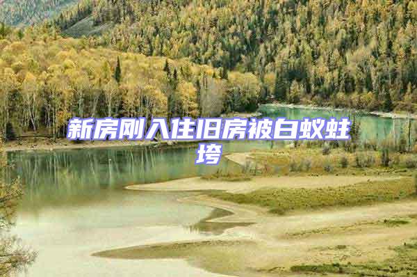 新房剛?cè)胱∨f房被白蟻蛀垮