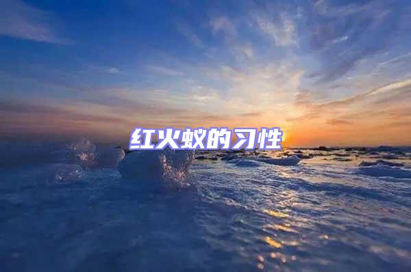紅火蟻的習性