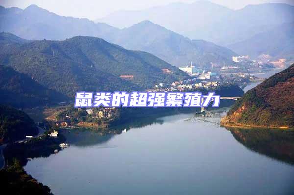 鼠類的超強繁殖力
