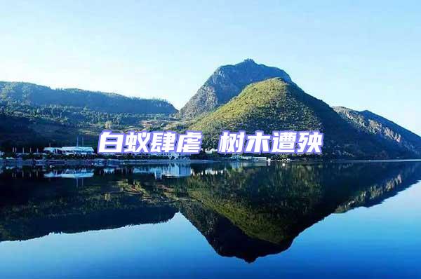 白蟻肆虐 樹木遭殃