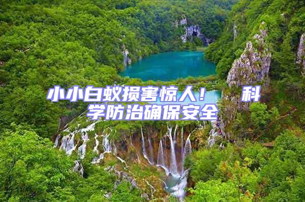 小小白蟻損害驚人！  科學防治確保安全