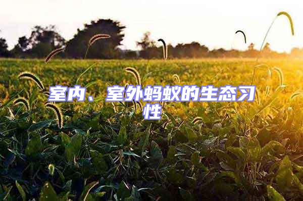 室內、室外螞蟻的生態習性