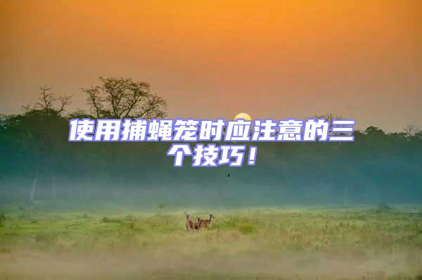 使用捕蠅籠時(shí)應(yīng)注意的三個(gè)技巧！