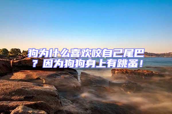 狗為什么喜歡咬自己尾巴？因為狗狗身上有跳蚤！