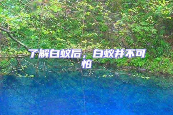 了解白蟻后，白蟻并不可怕