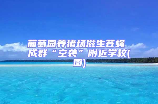 葡萄園養豬場滋生蒼蠅 成群“空襲”附近學校(圖)
