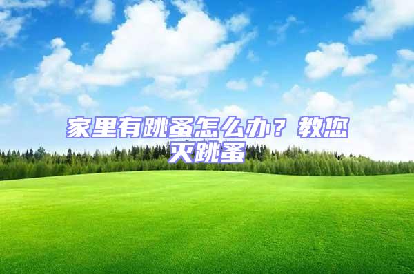 家里有跳蚤怎么辦？教您滅跳蚤
