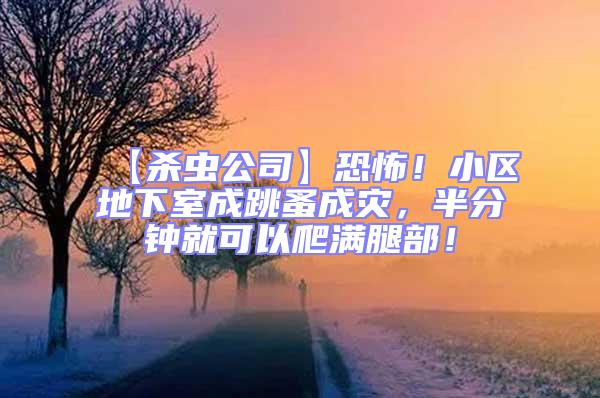 【殺蟲公司】恐怖！小區地下室成跳蚤成災，半分鐘就可以爬滿腿部！
