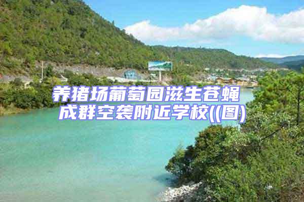養(yǎng)豬場葡萄園滋生蒼蠅 成群空襲附近學校((圖)