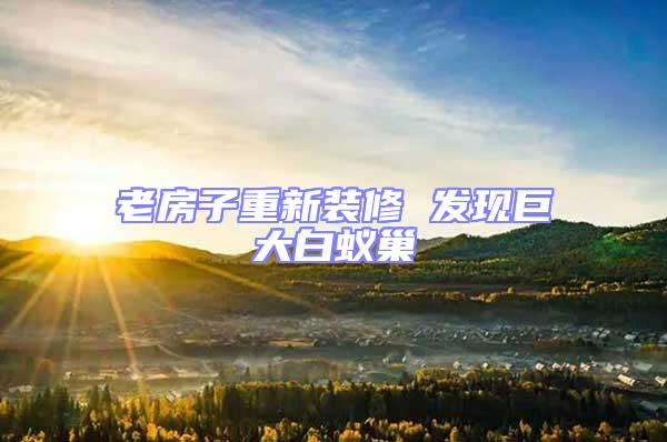 老房子重新裝修 發現巨大白蟻巢