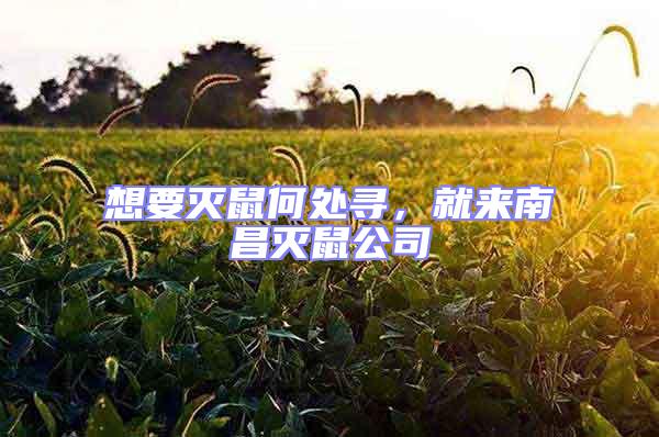 想要滅鼠何處尋，就來南昌滅鼠公司