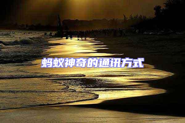 螞蟻神奇的通訊方式