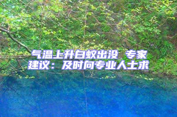 氣溫上升白蟻出沒 專家建議：及時向?qū)I(yè)人士求