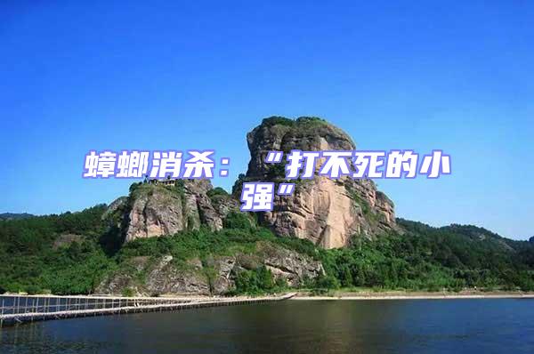 蟑螂消殺：“打不死的小強”