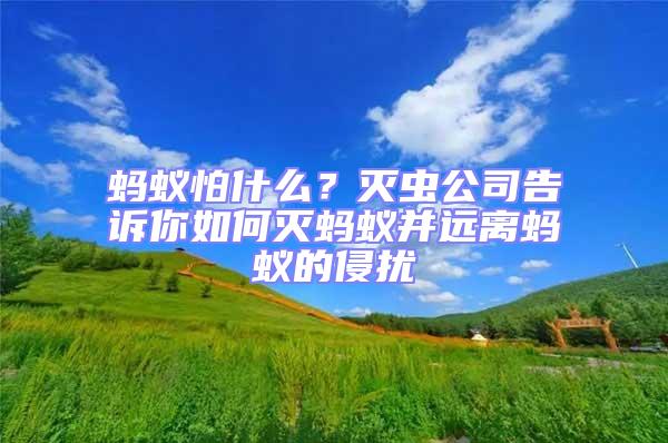 螞蟻怕什么？滅蟲公司告訴你如何滅螞蟻并遠離螞蟻的侵?jǐn)_