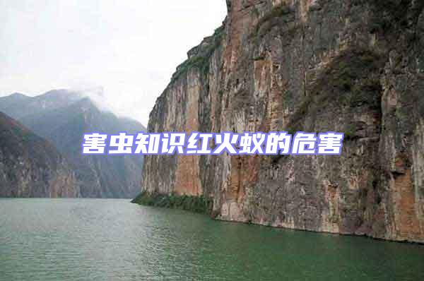 害蟲知識紅火蟻的危害