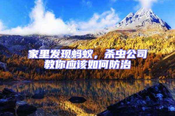家里發現螞蟻，殺蟲公司教你應該如何防治