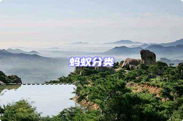 螞蟻分類(lèi)