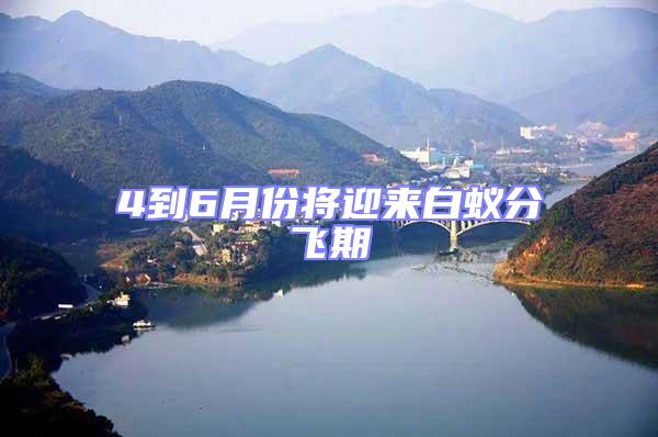 4到6月份將迎來白蟻分飛期