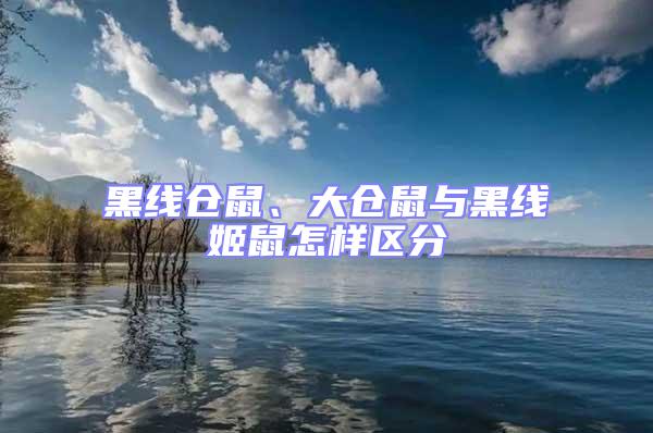 黑線倉鼠、大倉鼠與黑線姬鼠怎樣區分