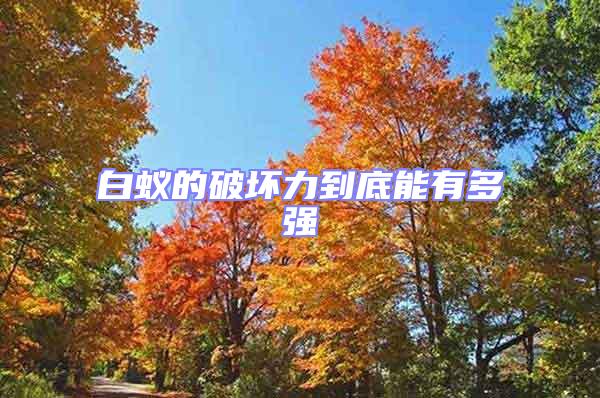 白蟻的破壞力到底能有多強