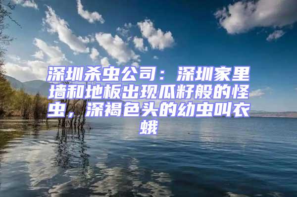 深圳殺蟲公司：深圳家里墻和地板出現瓜籽般的怪蟲，深褐色頭的幼蟲叫衣蛾