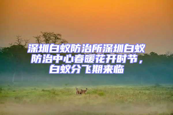 深圳白蟻防治所深圳白蟻防治中心春暖花開時節(jié)，白蟻分飛期來臨