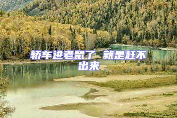 轎車進(jìn)老鼠了 就是趕不出來