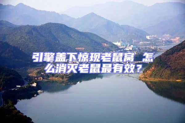 引擎蓋下驚現(xiàn)老鼠窩 怎么消滅老鼠最有效？