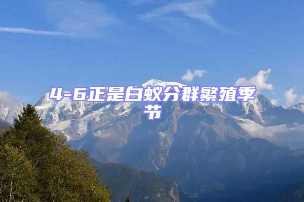 4-6正是白蟻分群繁殖季節