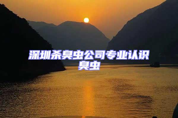 深圳殺臭蟲公司專業(yè)認(rèn)識(shí)臭蟲