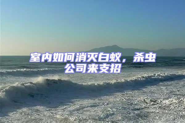 室內如何消滅白蟻，殺蟲公司來支招