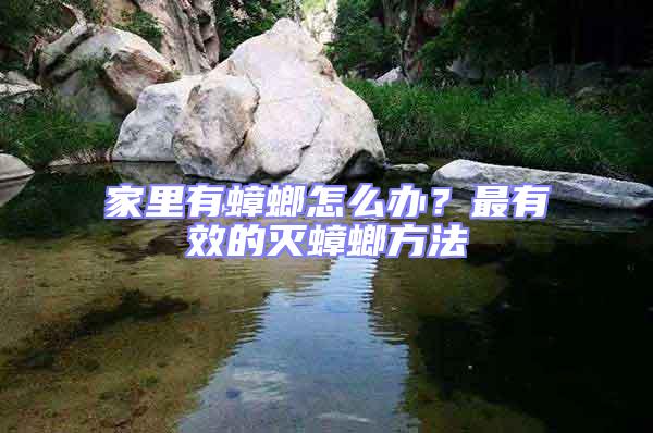 家里有蟑螂怎么辦？最有效的滅蟑螂方法
