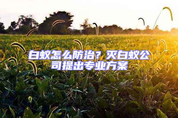 白蟻怎么防治？滅白蟻公司提出專業(yè)方案