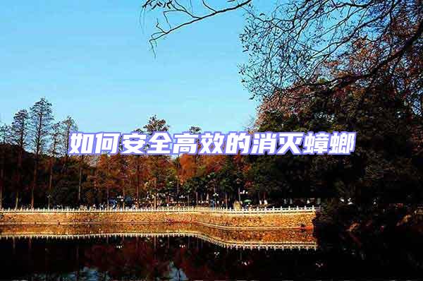 如何安全高效的消滅蟑螂