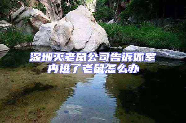深圳滅老鼠公司告訴你室內(nèi)進(jìn)了老鼠怎么辦